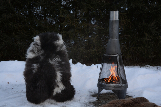 Rarität Tiroler Steinschaf (öko)